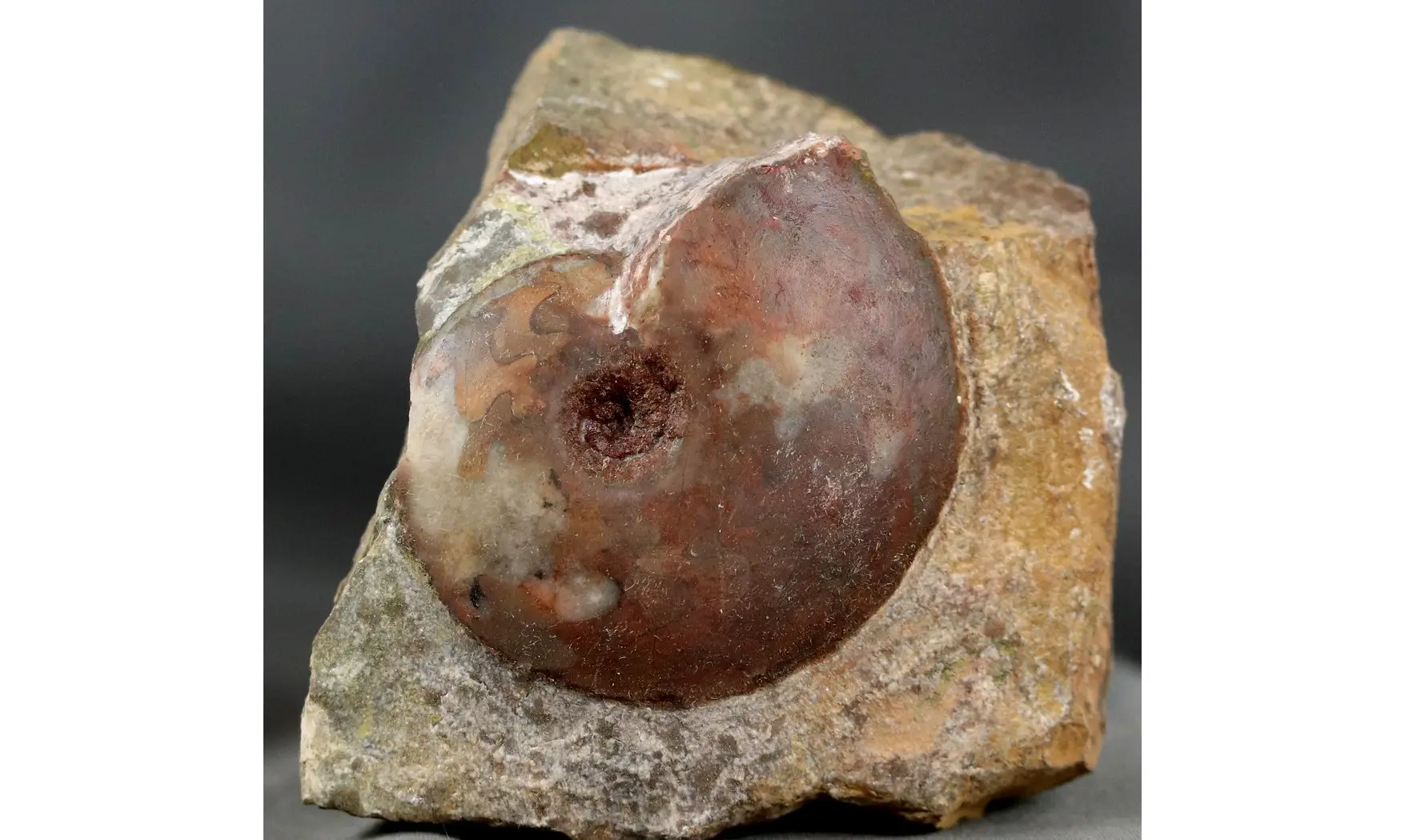 Darkaoceras meridionale