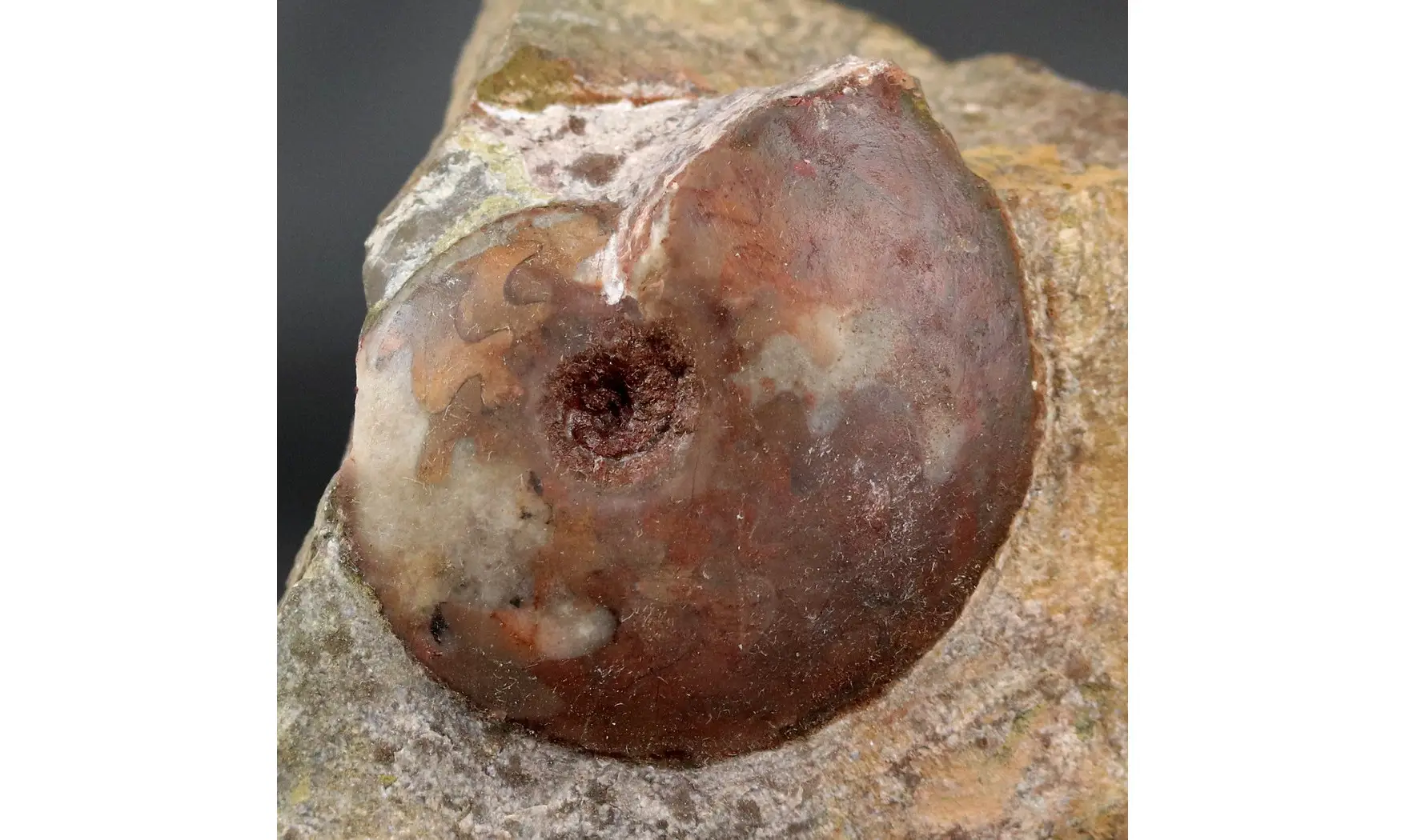 Darkaoceras meridionale