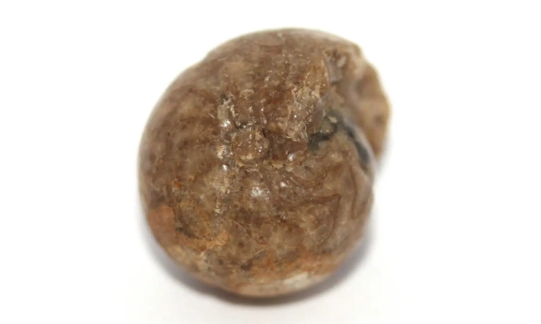 GONIATITIS CHOCTAWENSIS ammonite
