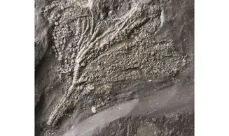 Seirocrinus subangularis