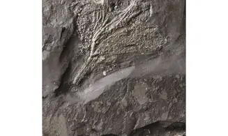 Seirocrinus subangularis