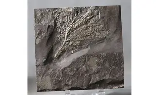 Seirocrinus subangularis