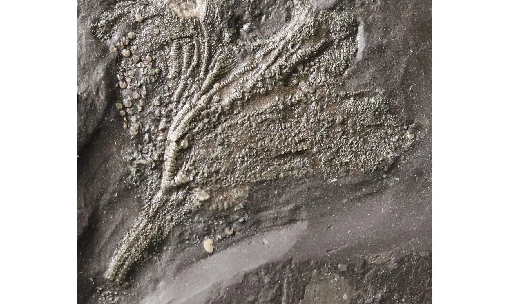 Seirocrinus subangularis