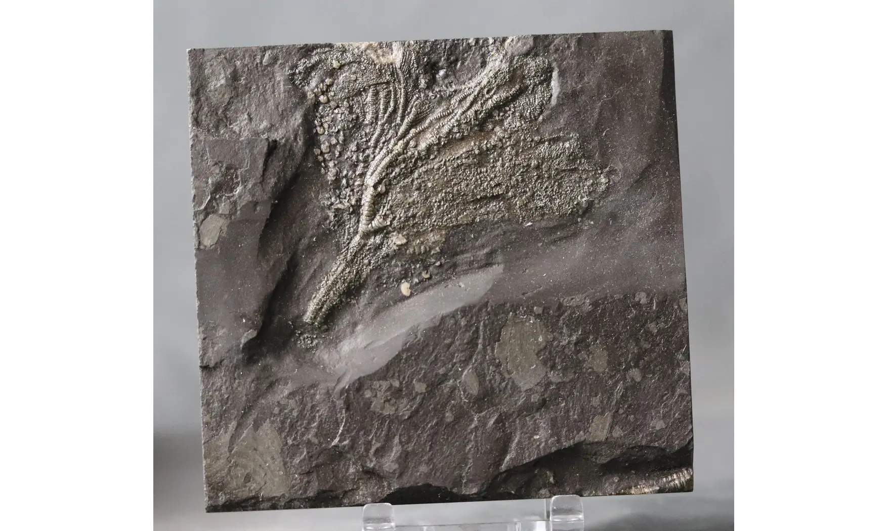 Seirocrinus subangularis