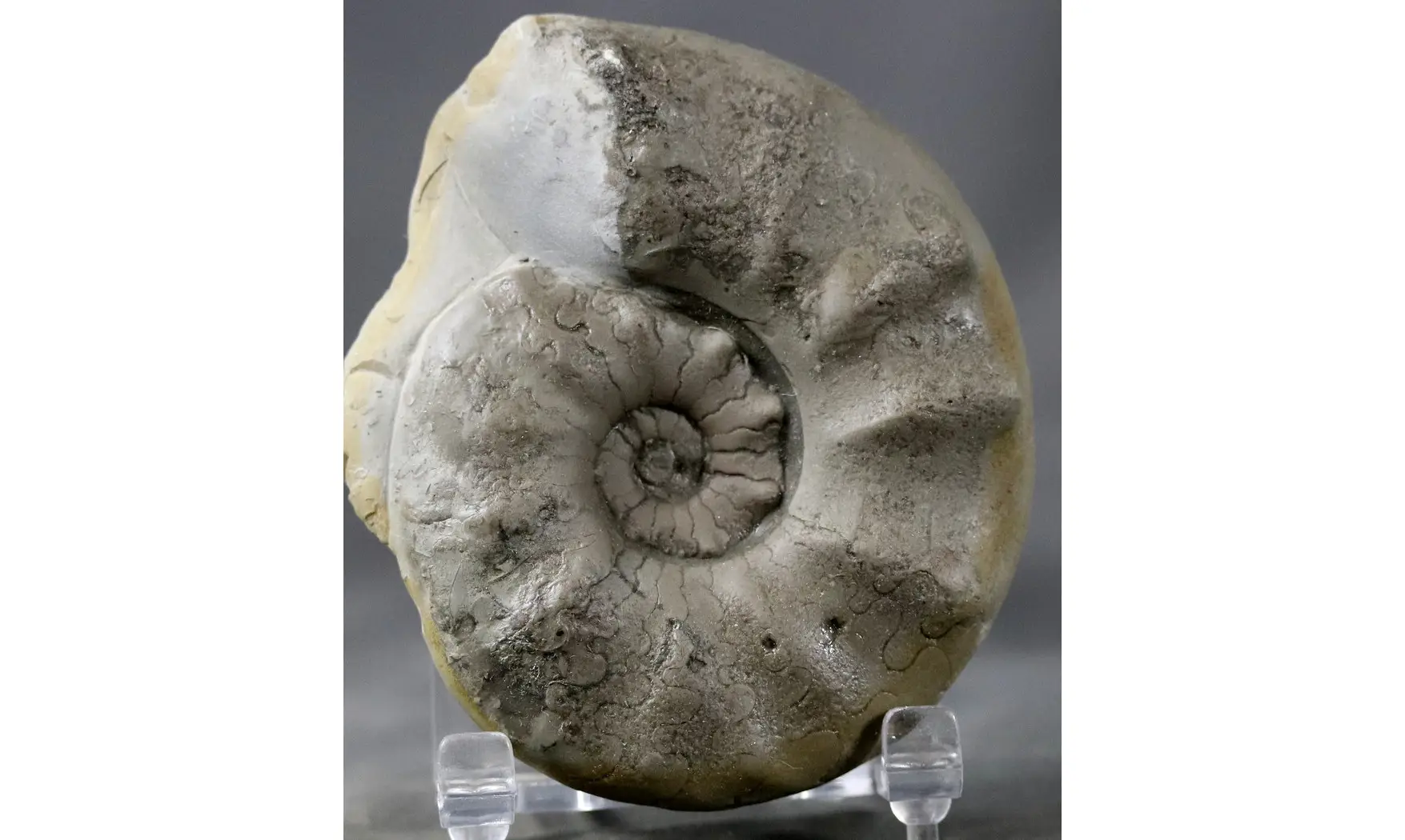 Ceratites evolutus