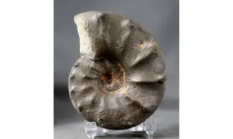 Ceratites spinosus