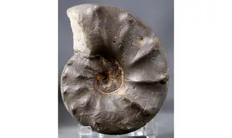 Ceratites spinosus