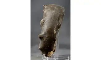 Ceratites spinosus