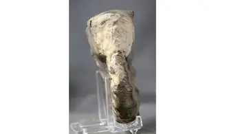 Ceratites spinosus