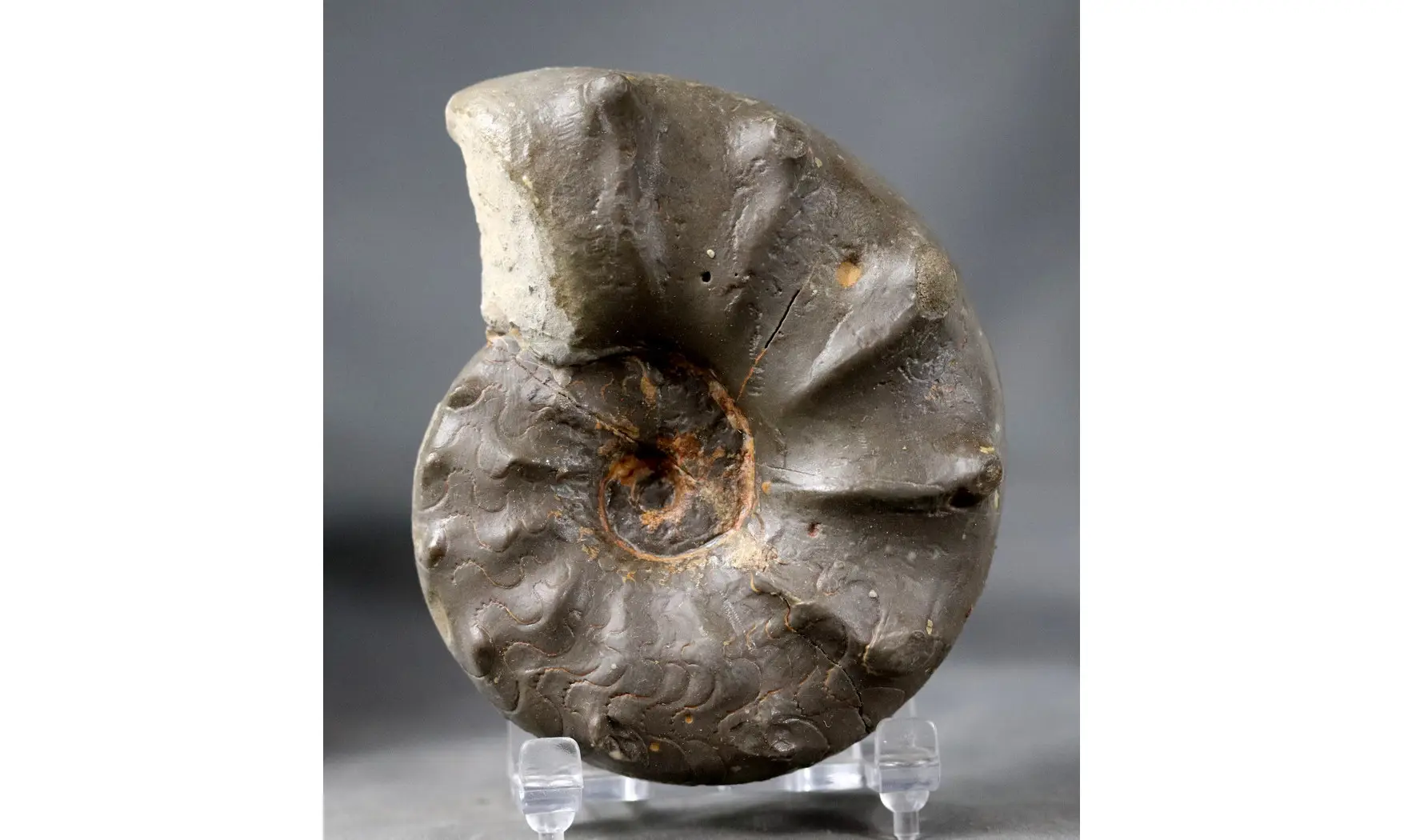 Ceratites spinosus