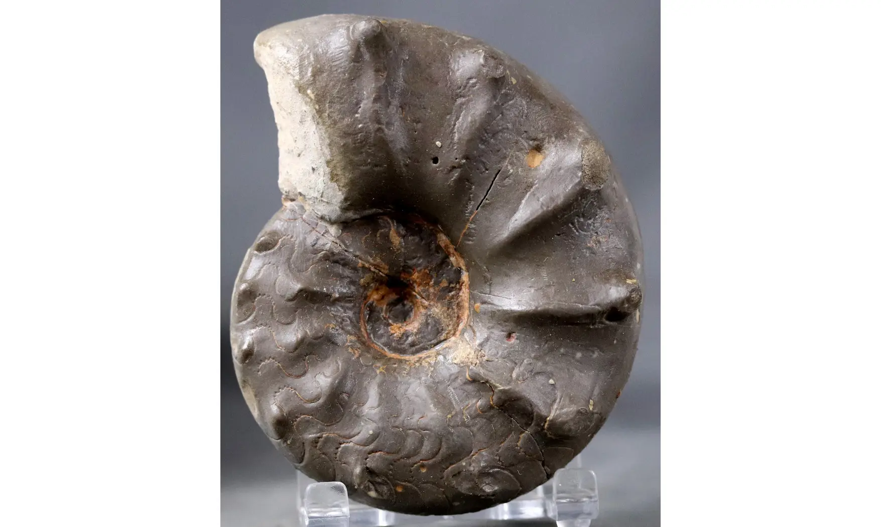 Ceratites spinosus