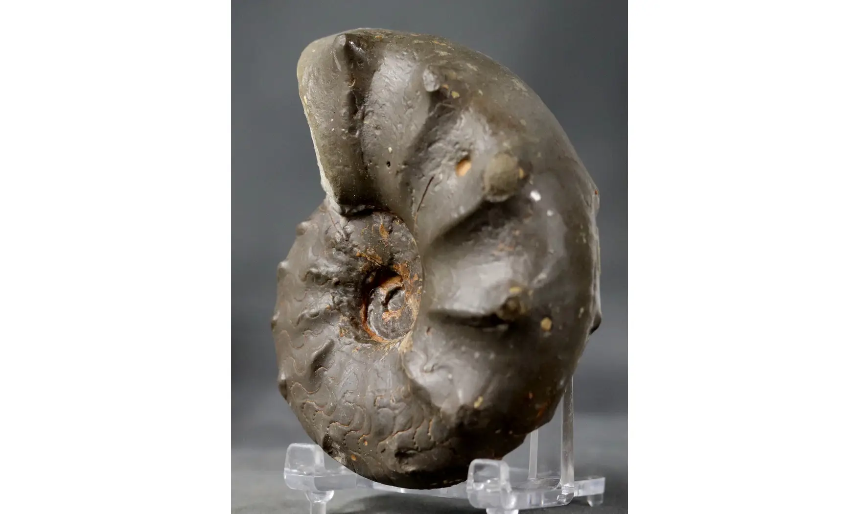 Ceratites spinosus