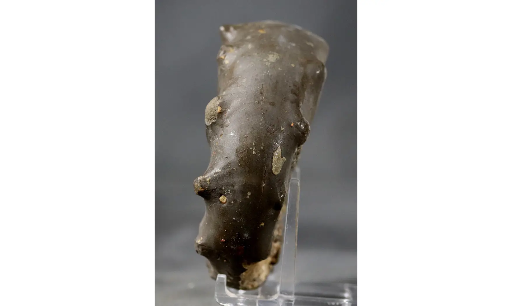 Ceratites spinosus
