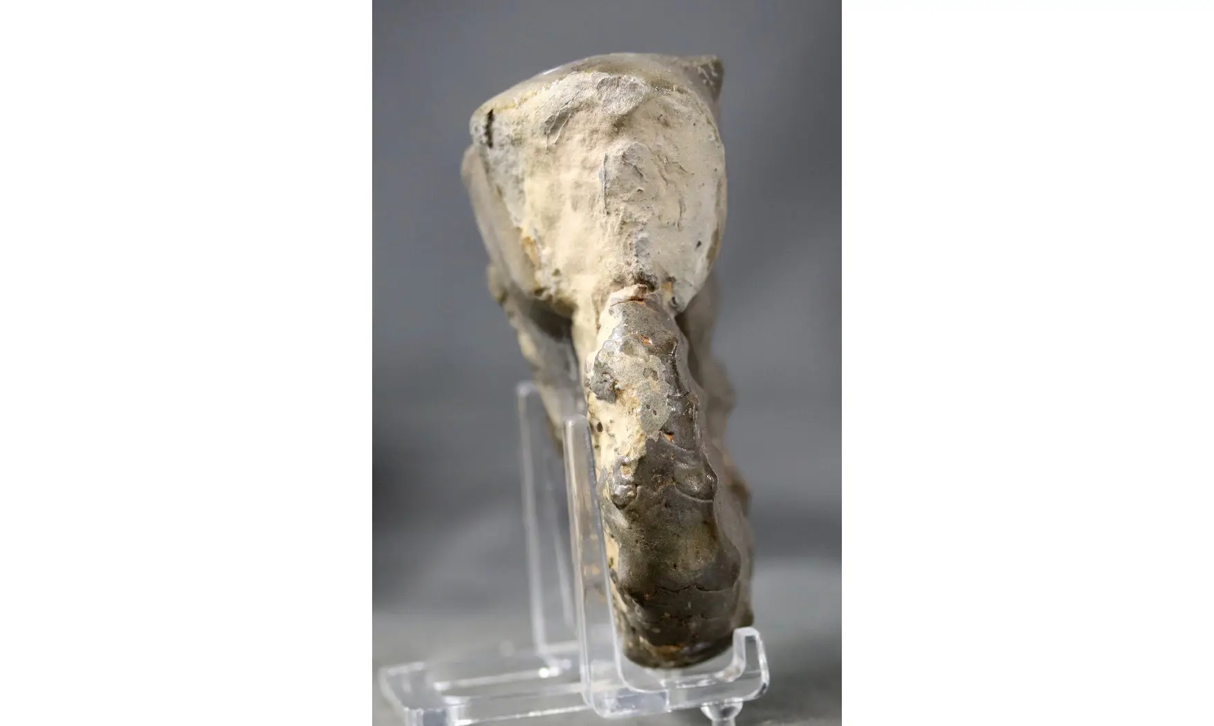 Ceratites spinosus