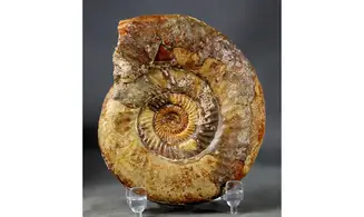 Leptosphinctes leptus