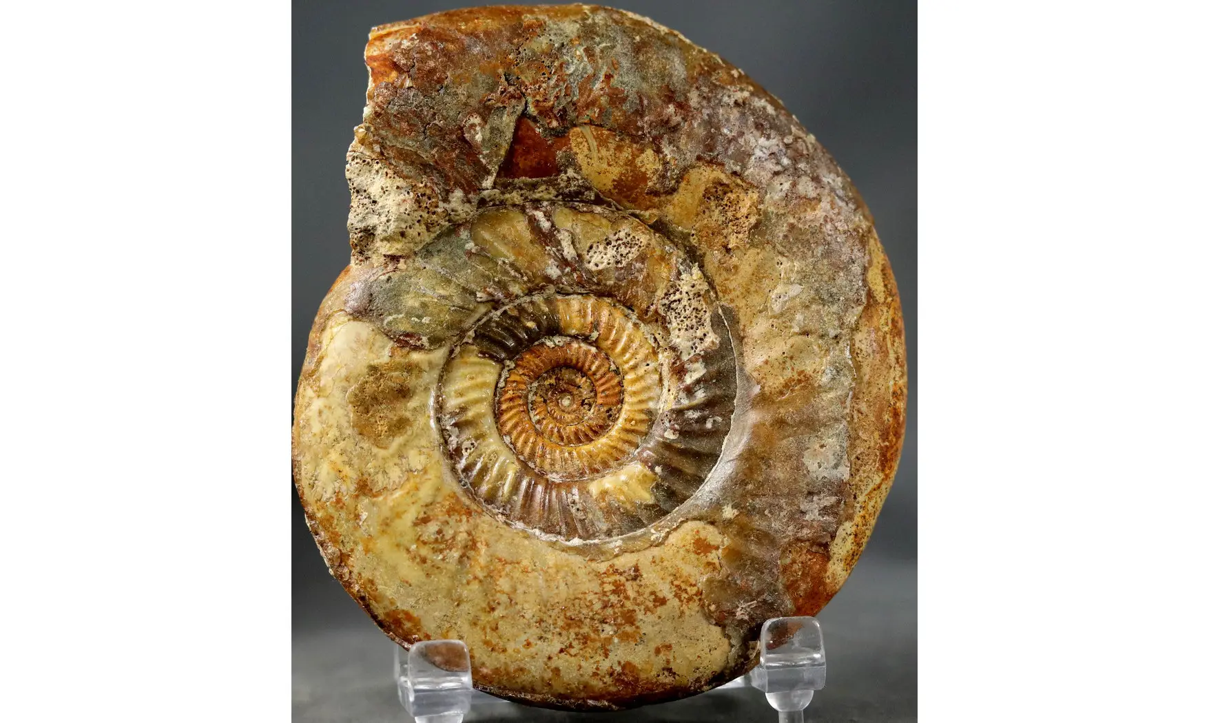 Leptosphinctes leptus
