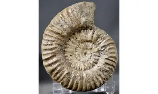 Denckmannia aff. rudis