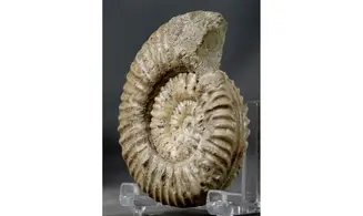 Denckmannia aff. rudis