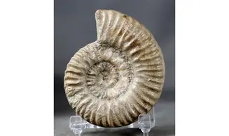 Denckmannia aff. rudis