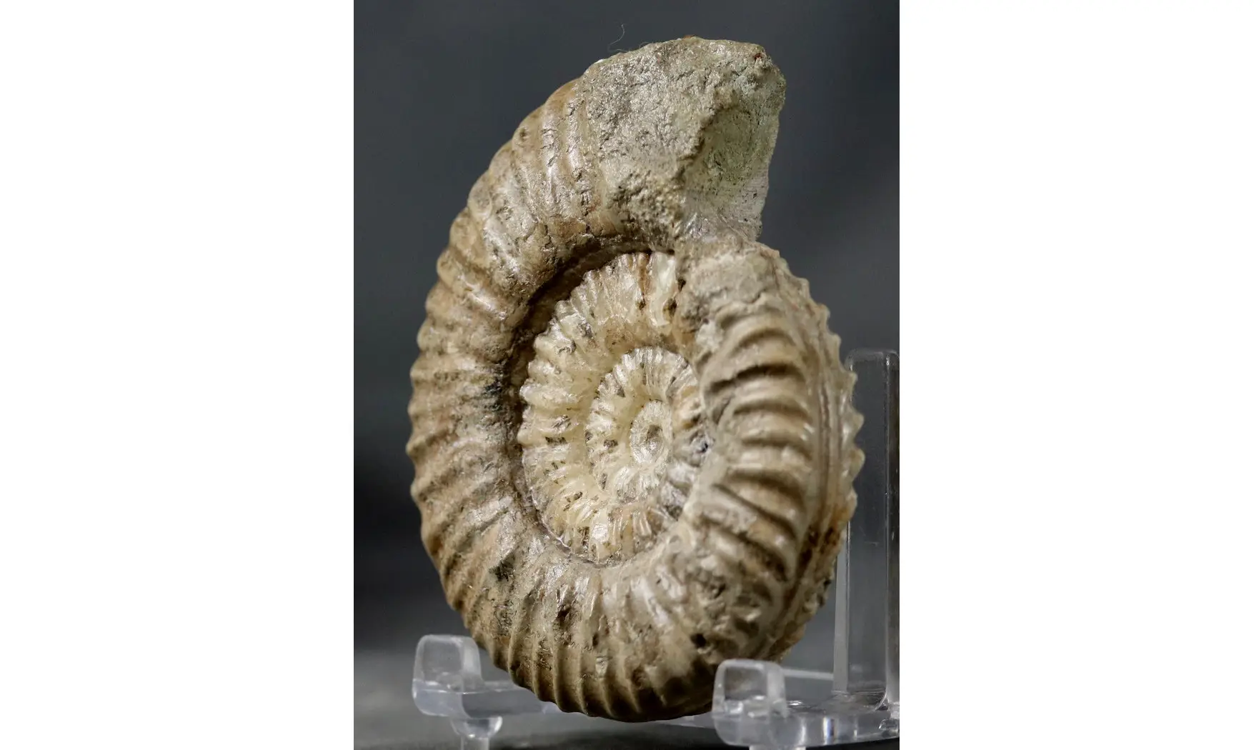 Denckmannia aff. rudis