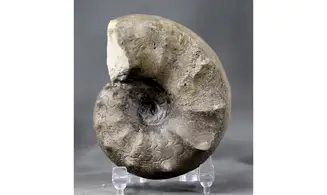 Ceratites evolutus