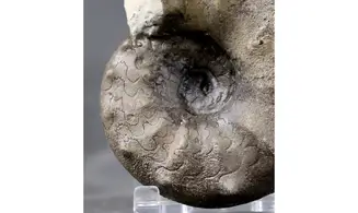 Ceratites evolutus