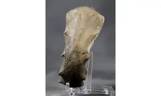 Ceratites evolutus