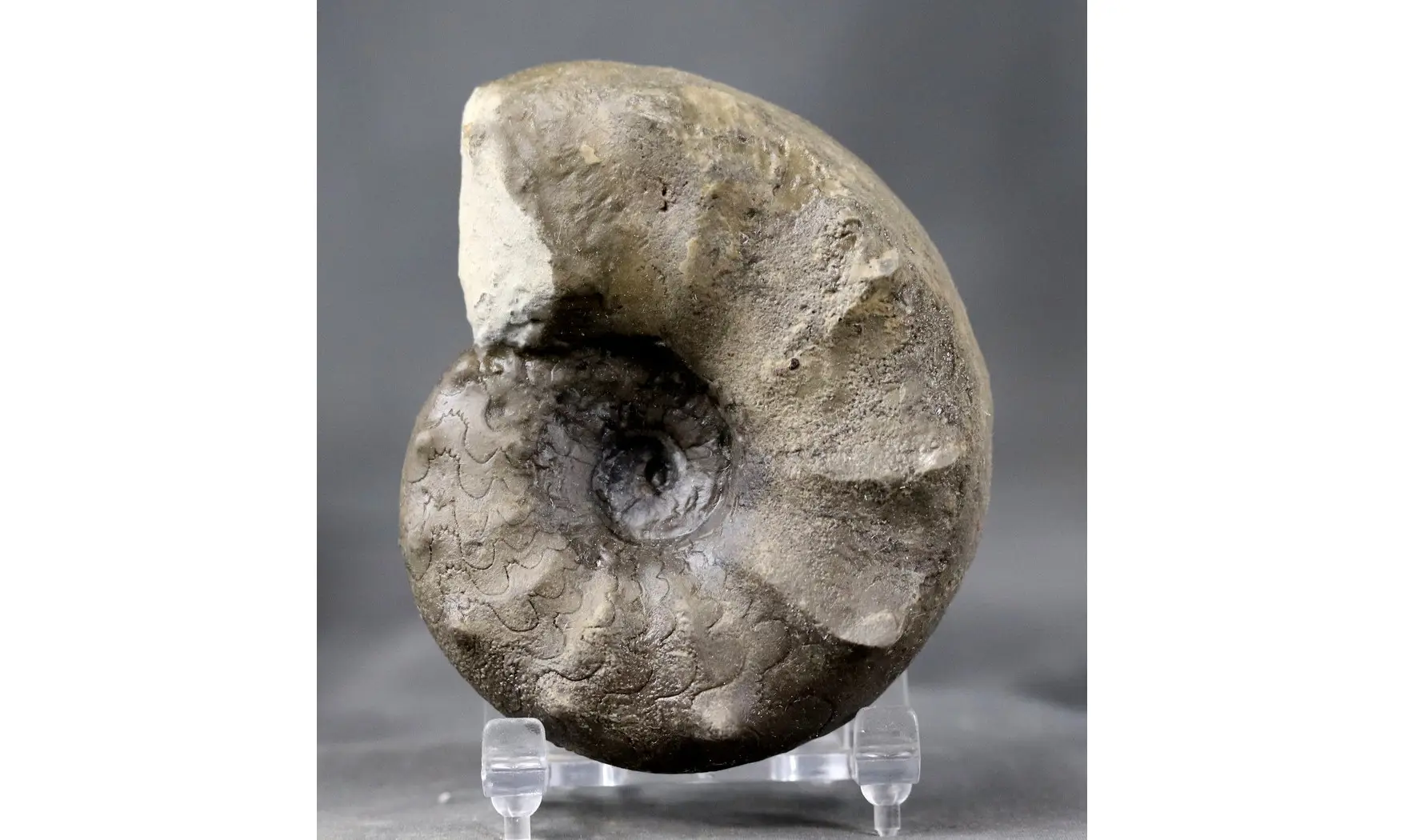 Ceratites evolutus