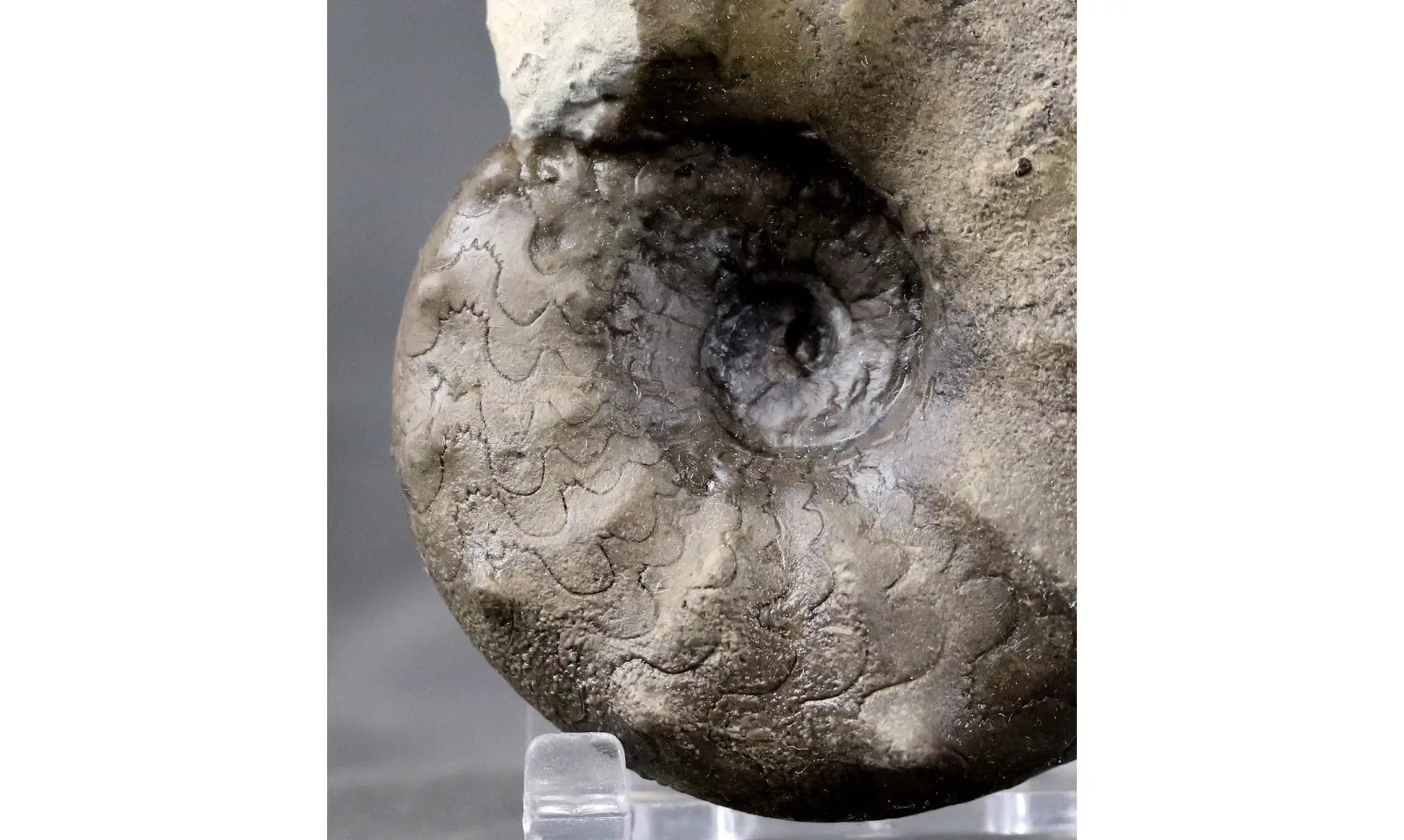 Ceratites evolutus