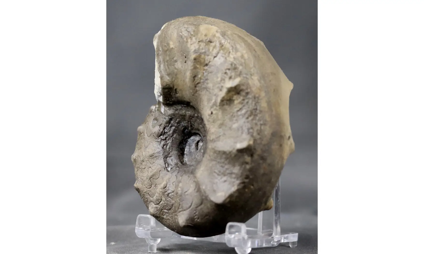 Ceratites evolutus