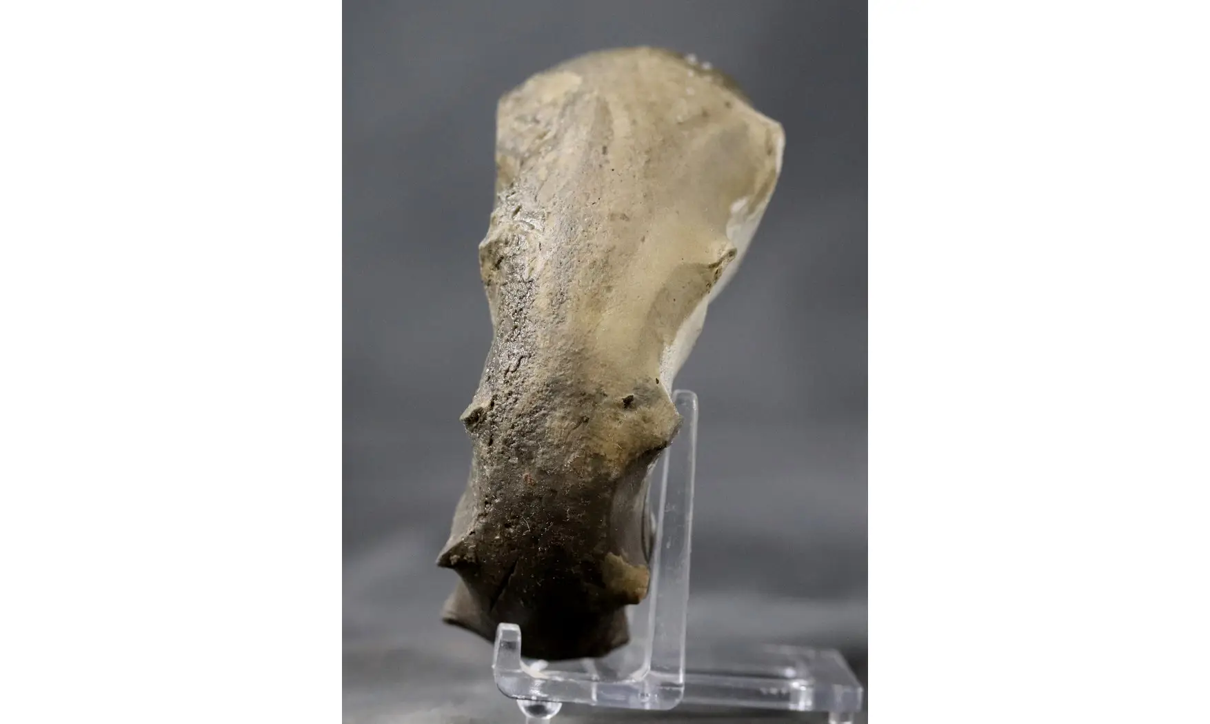 Ceratites evolutus