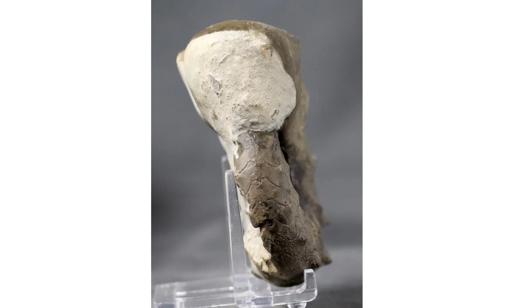 Ceratites evolutus