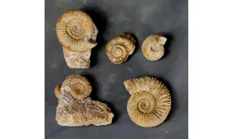 Lot de fossiles du Bajocien