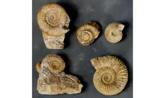 Lot de fossiles du Bajocien