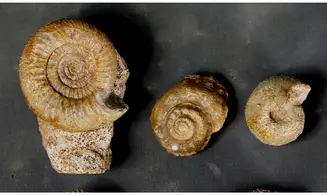 Lot de fossiles du Bajocien
