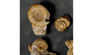 Lot de fossiles du Bajocien
