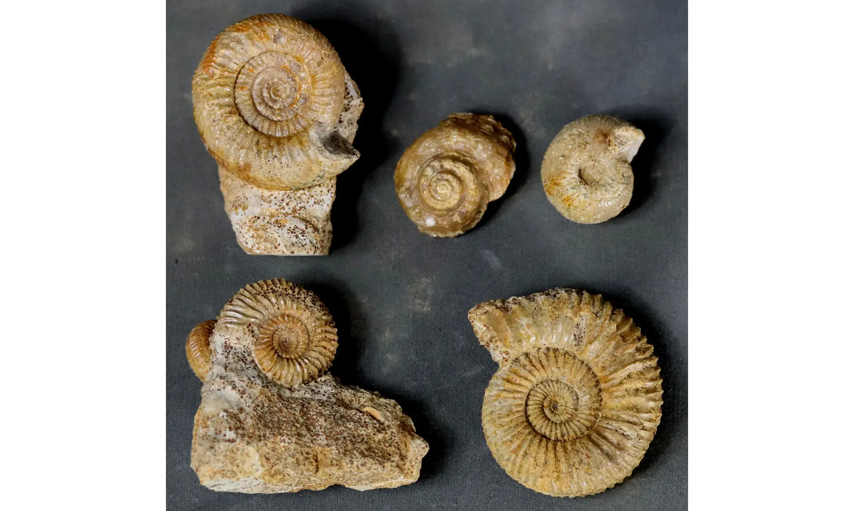 Lot de fossiles du Bajocien