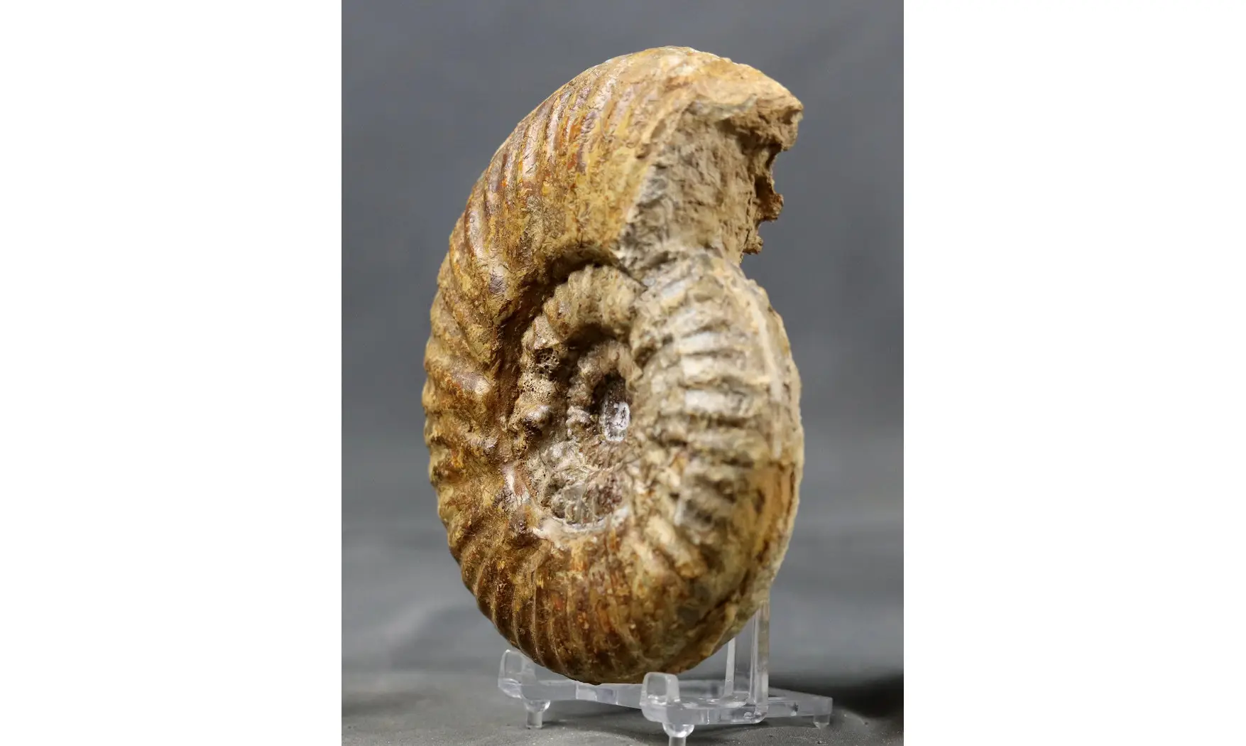 Denckmannia aff. rudis