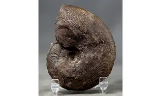 Harpoceras subplanatum