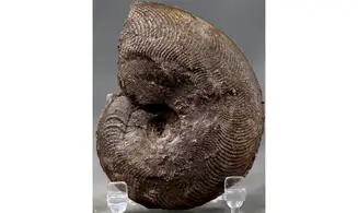 Harpoceras subplanatum