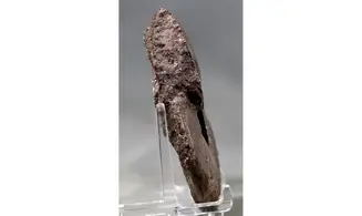 Harpoceras subplanatum