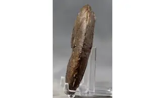 Harpoceras subplanatum