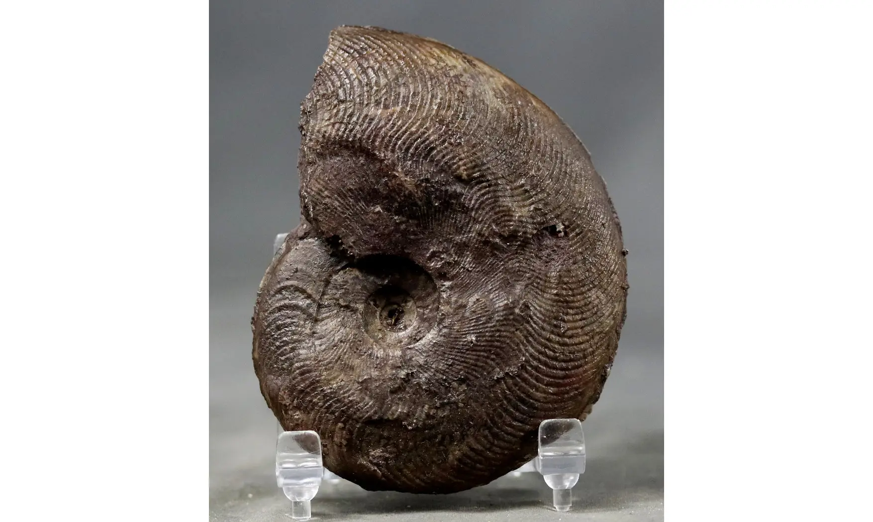 Harpoceras subplanatum