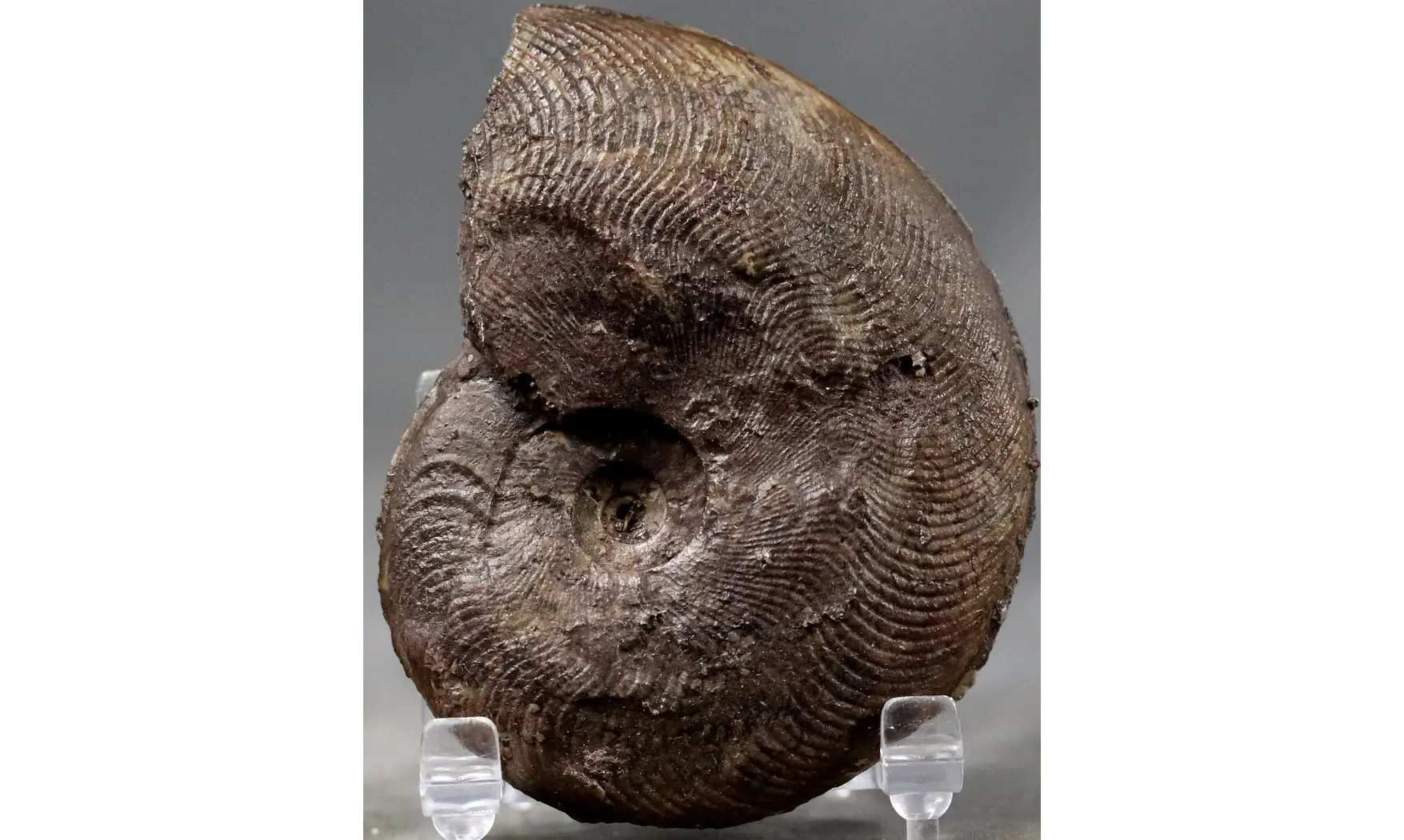 Harpoceras subplanatum
