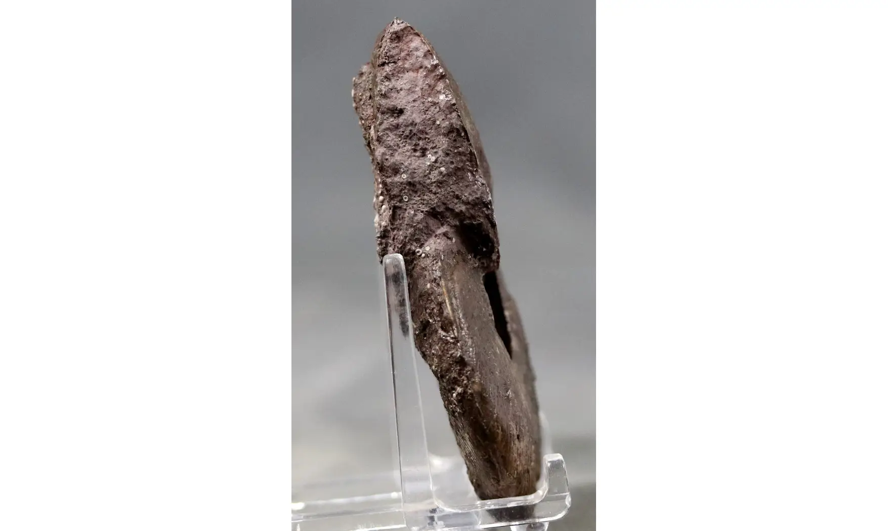 Harpoceras subplanatum