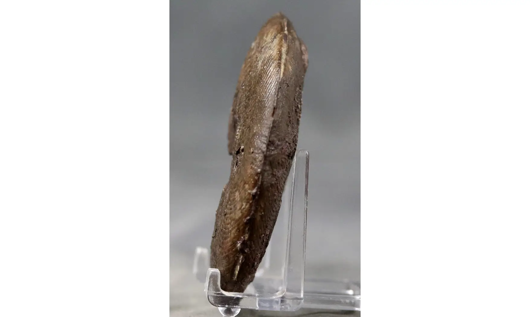 Harpoceras subplanatum
