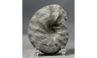 Ceratites praenodosus