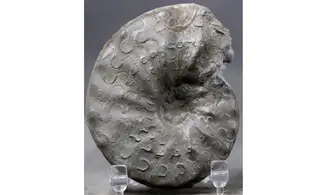Ceratites praenodosus