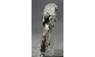 Ceratites praenodosus