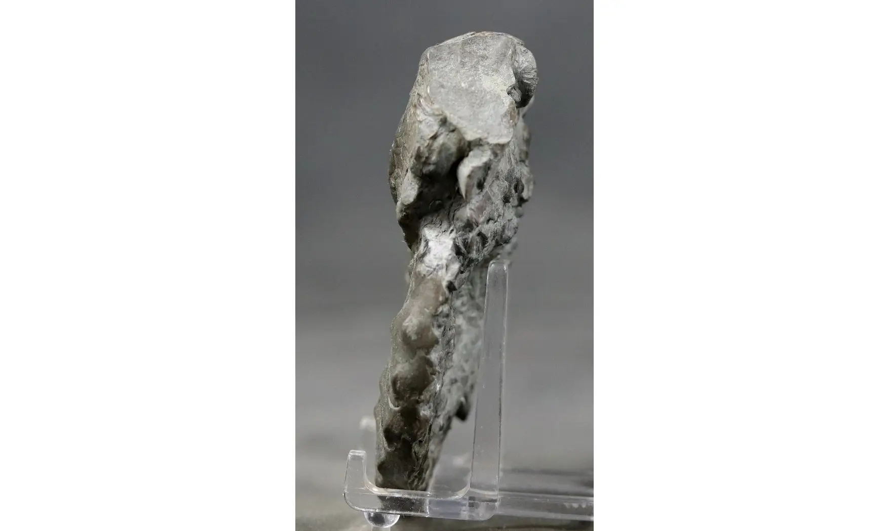 Ceratites praenodosus